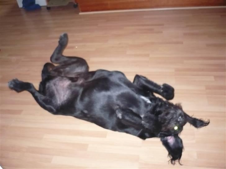 Blanding af racer sofus billede 8