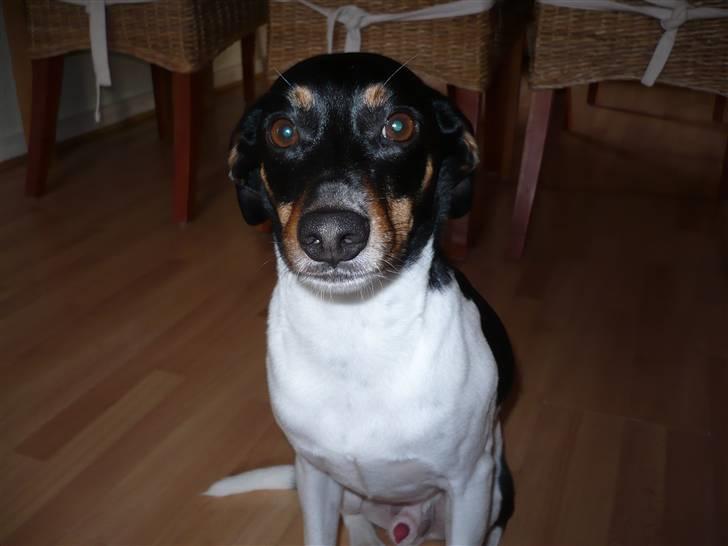 Glathåret foxterrier Buster billede 1