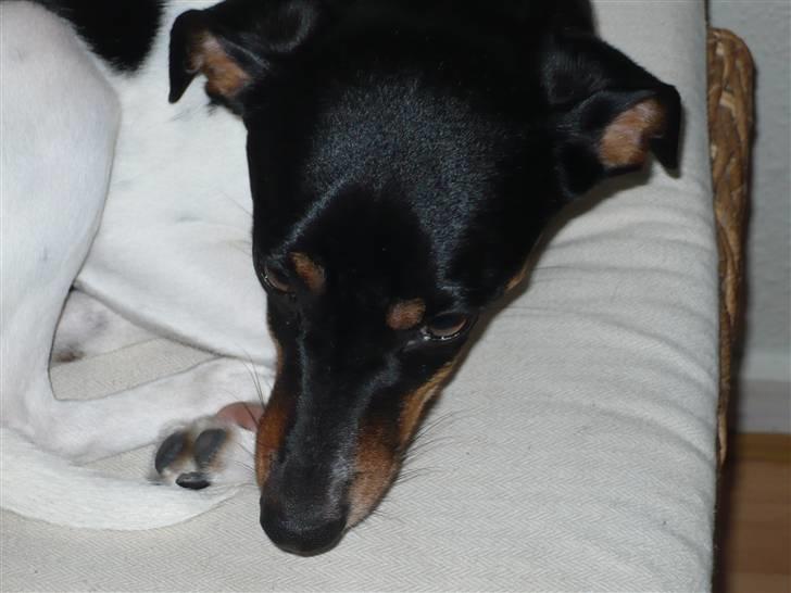 Glathåret foxterrier Buster billede 2