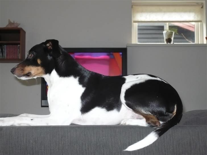 Glathåret foxterrier Buster billede 4