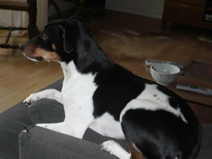 Glathåret foxterrier Buster billede 5