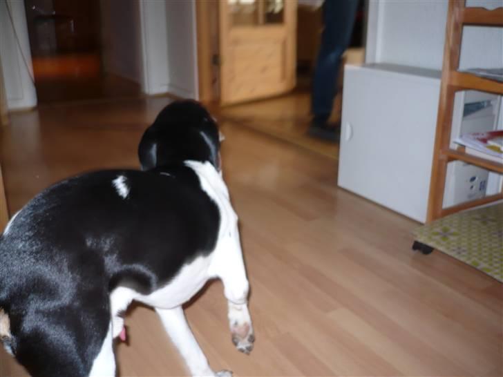 Glathåret foxterrier Buster billede 6