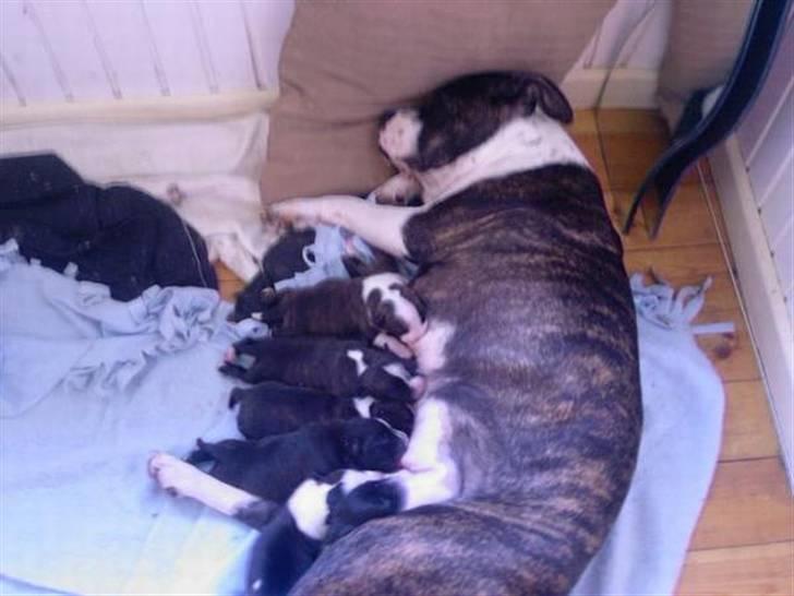 Amerikansk staffordshire terrier fubi billede 10