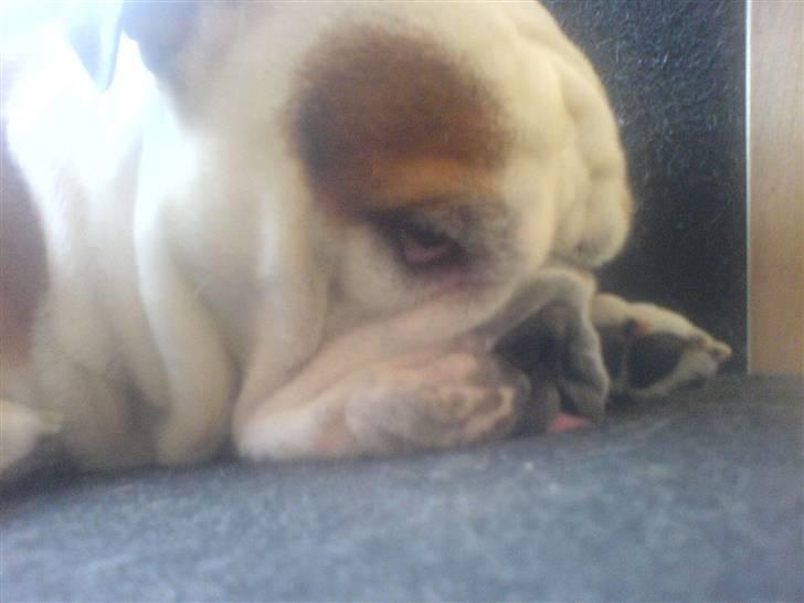 Engelsk bulldog Mojo *RIP* billede 12