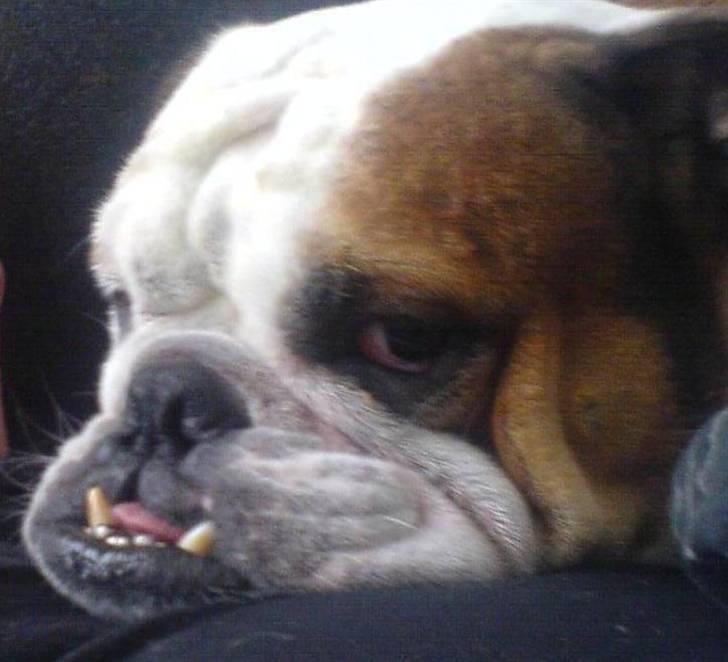 Engelsk bulldog Mojo *RIP* billede 13