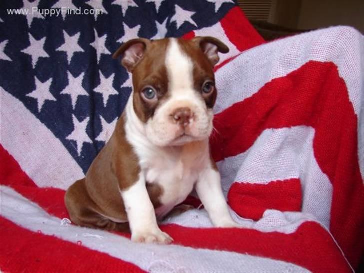 Boston terrier Tyson - 8 uger gammel amrikaner billede 5
