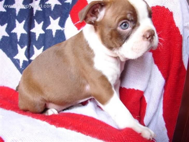 Boston terrier Tyson - Baby billede 6
