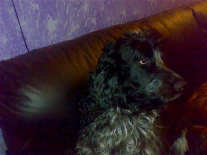 Cocker spaniel safir of mombasa. - idag blev jeg 3 år. hurra. billede 5
