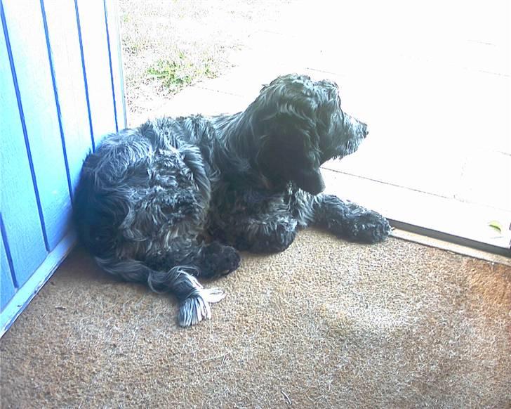 Cocker spaniel safir of mombasa. - mombasa klippet i dag.flotte fyr... d, 25/5.. billede 6