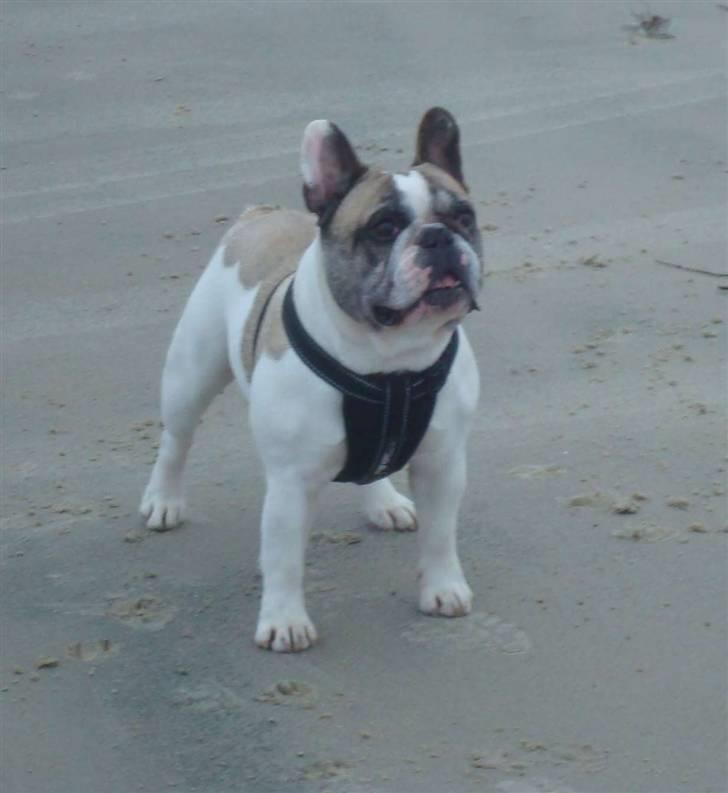 Fransk bulldog Oliver-Fawn De Los Tarant billede 19