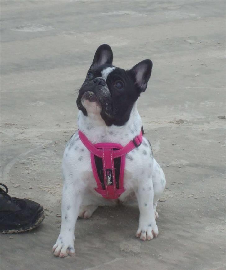 Fransk bulldog Ohio - Ohio 9 måneder på Saltum strand billede 19