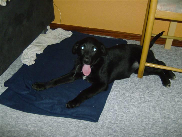 Newfoundlænder lady billede 1