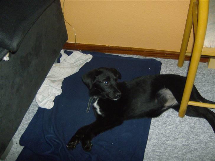 Newfoundlænder lady billede 2