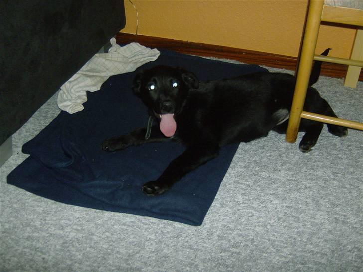 Newfoundlænder lady billede 3