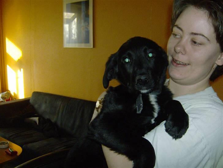 Newfoundlænder lady billede 4