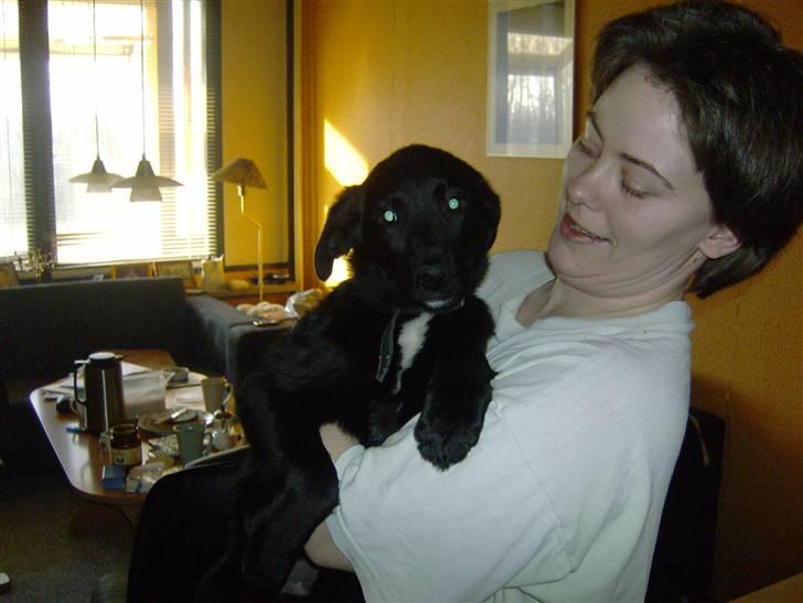 Newfoundlænder lady billede 5