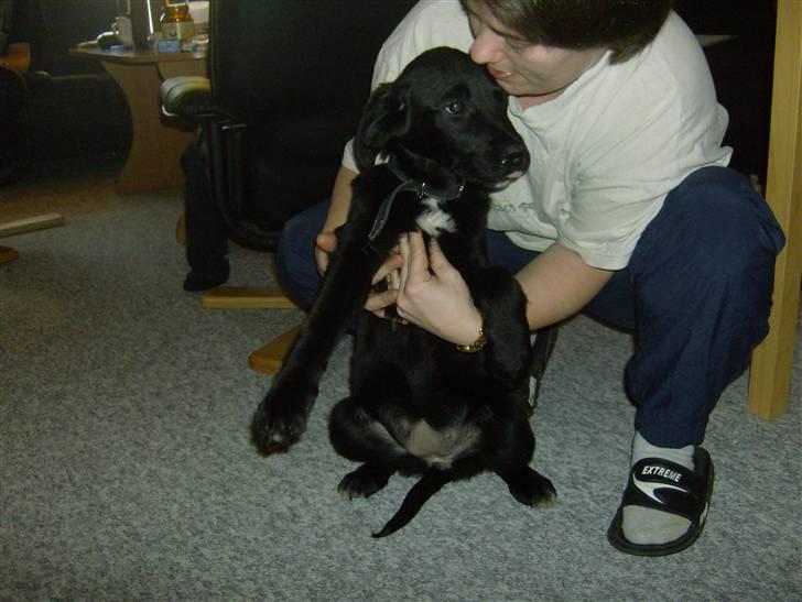 Newfoundlænder lady billede 6