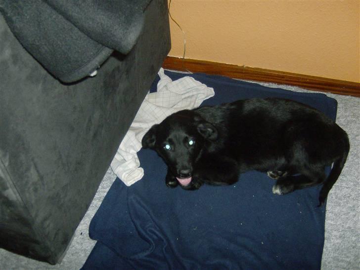 Newfoundlænder lady billede 7