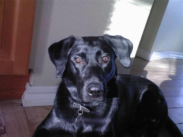 Labrador retriever Bella R.I.P :( billede 12