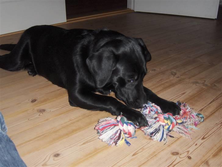 Labrador retriever Bella R.I.P :( billede 13