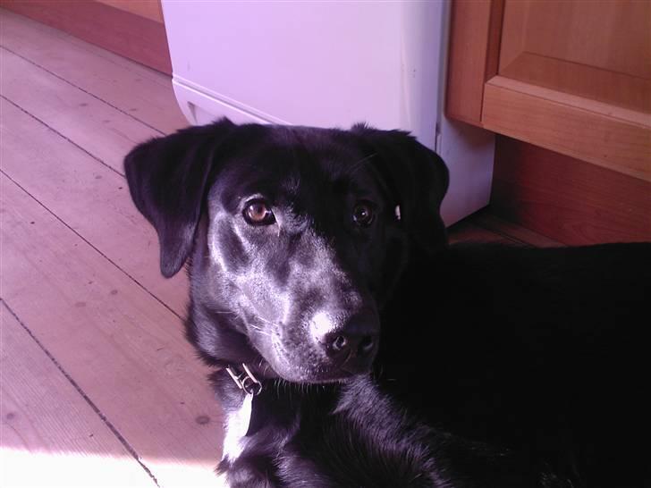 Labrador retriever Bella R.I.P :( billede 14