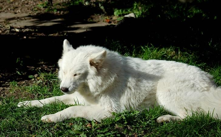 Samojedhund Audi  billede 4