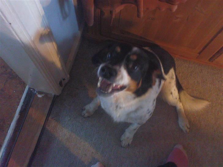 Dansk svensk gaardhund Polle - Hvad sker der der oppe??<3 billede 1