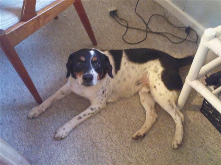 Dansk svensk gaardhund Polle billede 2