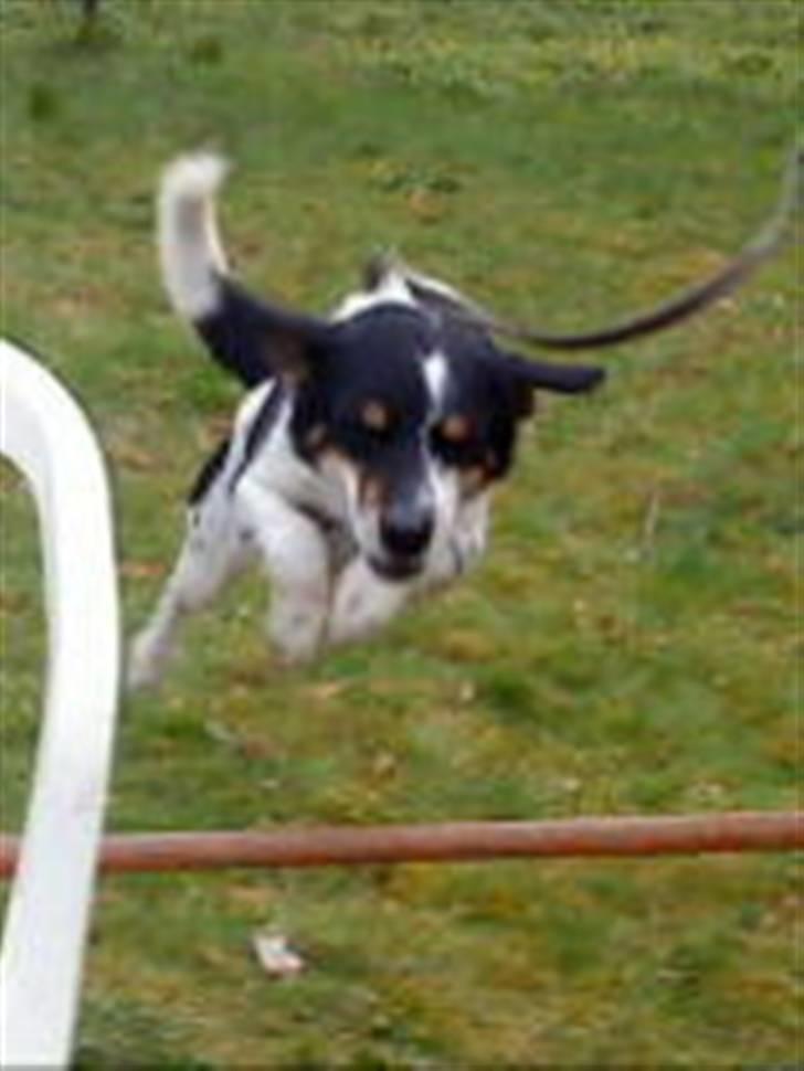 Dansk svensk gaardhund Polle billede 3