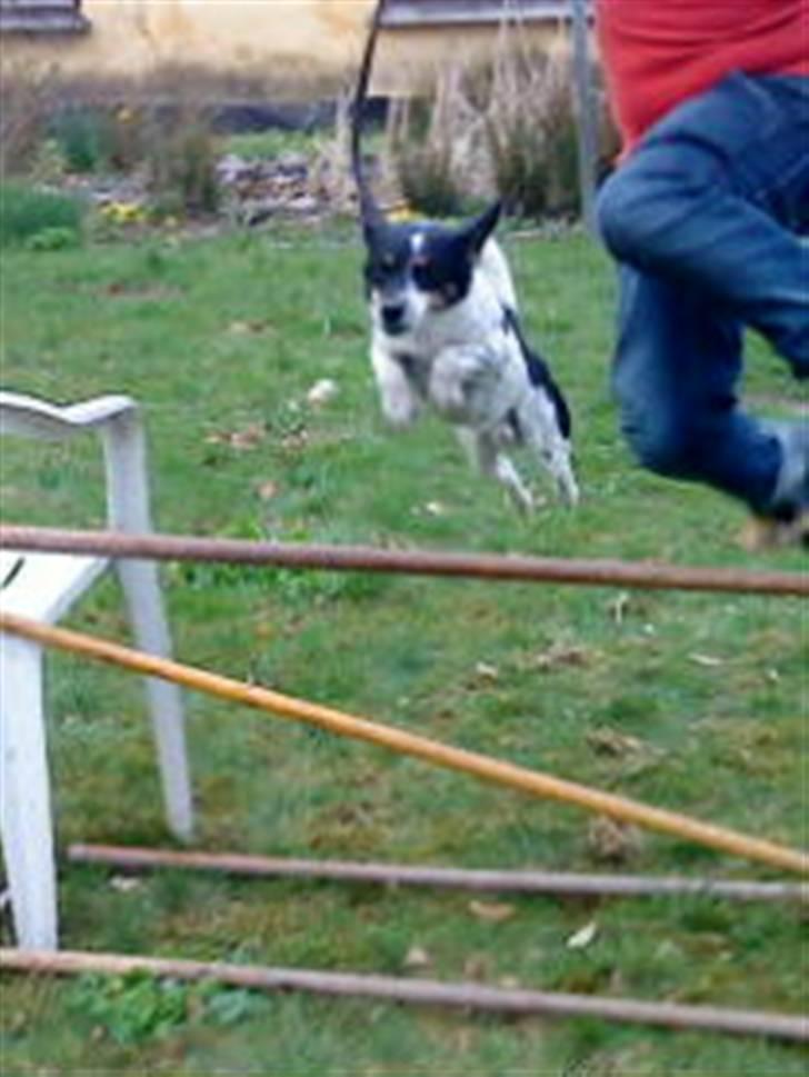 Dansk svensk gaardhund Polle billede 4