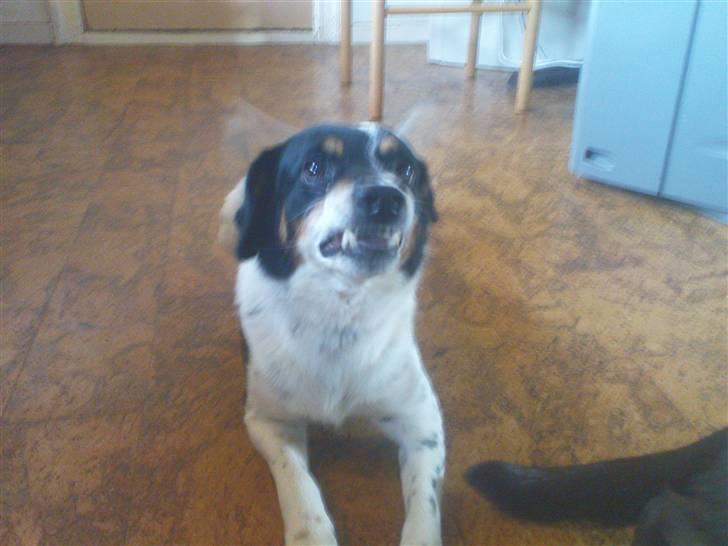 Dansk svensk gaardhund Polle - Polle og Tanni<3:) billede 5