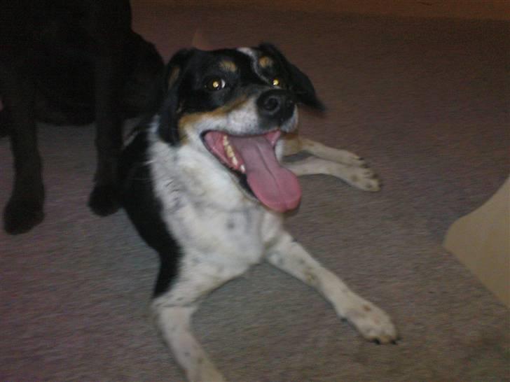 Dansk svensk gaardhund Polle - så lang en tunge hva´? billede 6