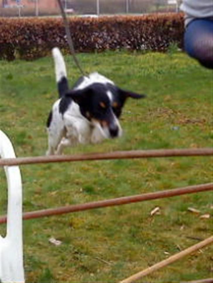 Dansk svensk gaardhund Polle billede 7