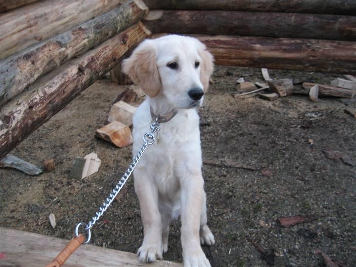 Golden retriever "Mckenzie" - Mckenzie miin <33 billede 1