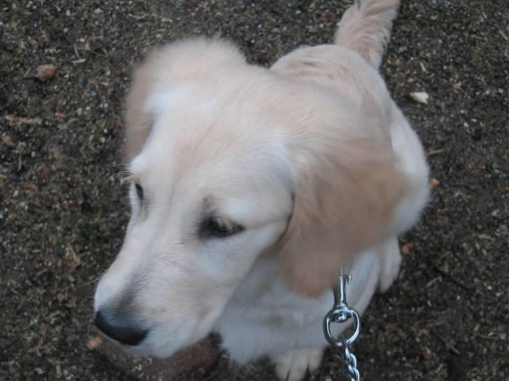 Golden retriever "Mckenzie" billede 5