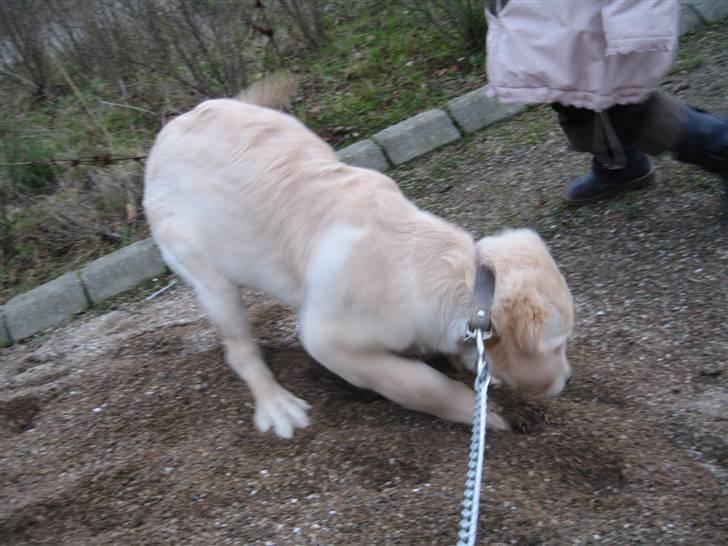 Golden retriever "Mckenzie" billede 6