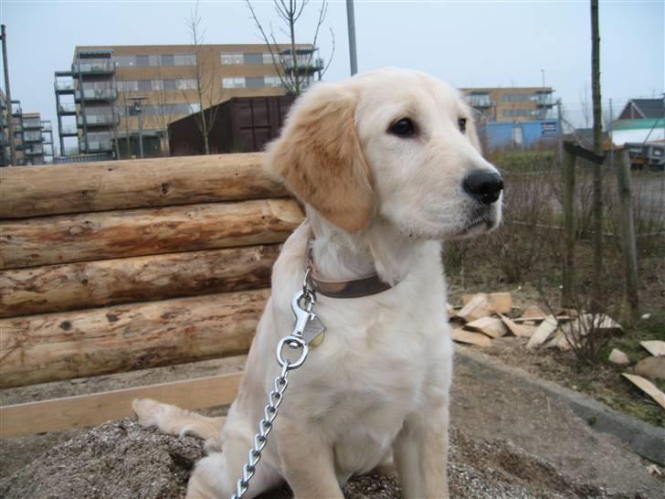 Golden retriever "Mckenzie" billede 8