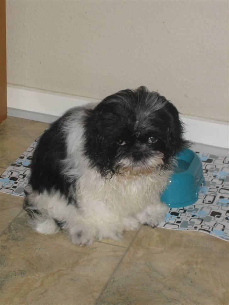 Shih tzu Tyson - Ynkelig ja-sådan ville i også se ud-hvis i lige havde fået jeres første bad. billede 3