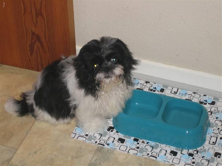 Shih tzu Tyson - Har lige spist mit mad.(MUMS) billede 4