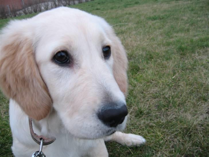 Golden retriever "Mckenzie" billede 10