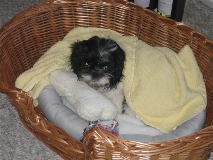 Shih tzu Tyson - Lige kommet hjem til min nye bolig og nyvasket.. billede 5