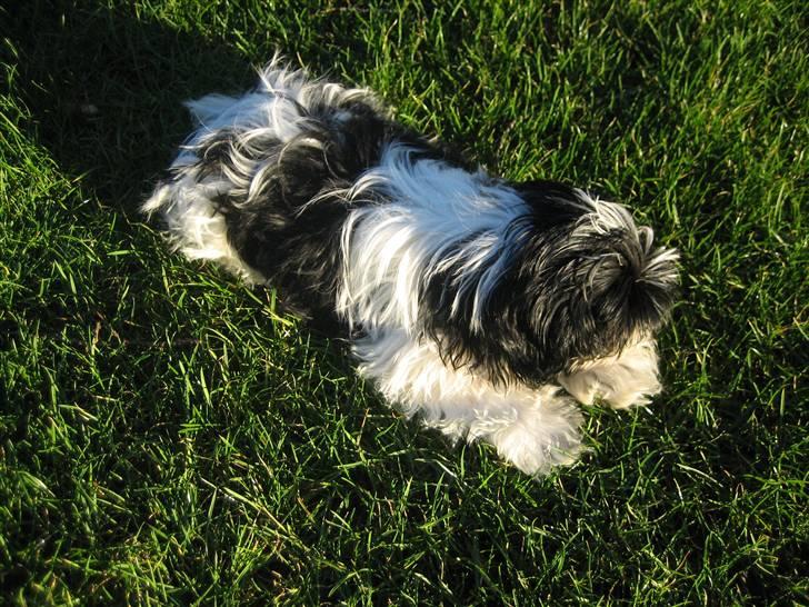 Shih tzu Tyson - Første dag -på græs.. billede 6