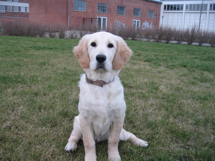 Golden retriever "Mckenzie" billede 11