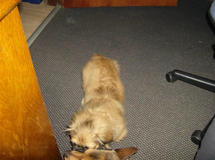 Pekingeser pjevs billede 7