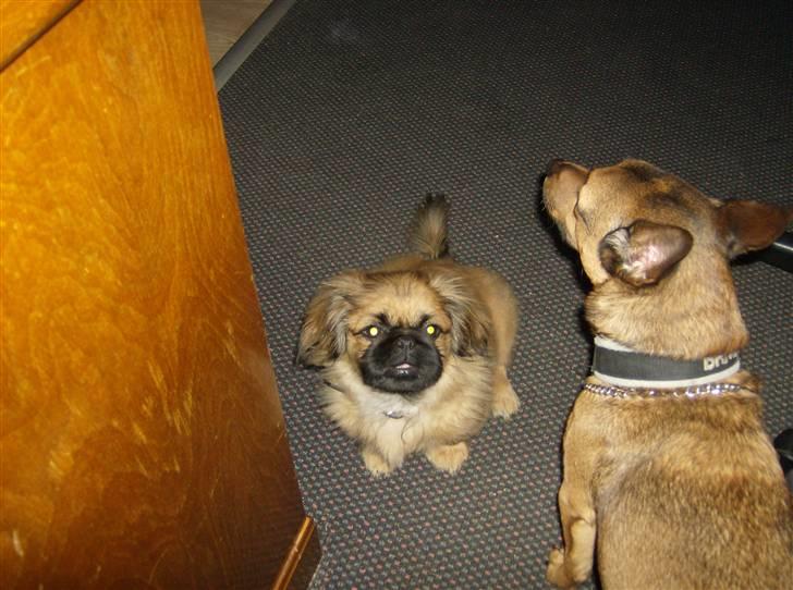 Pekingeser pjevs billede 8