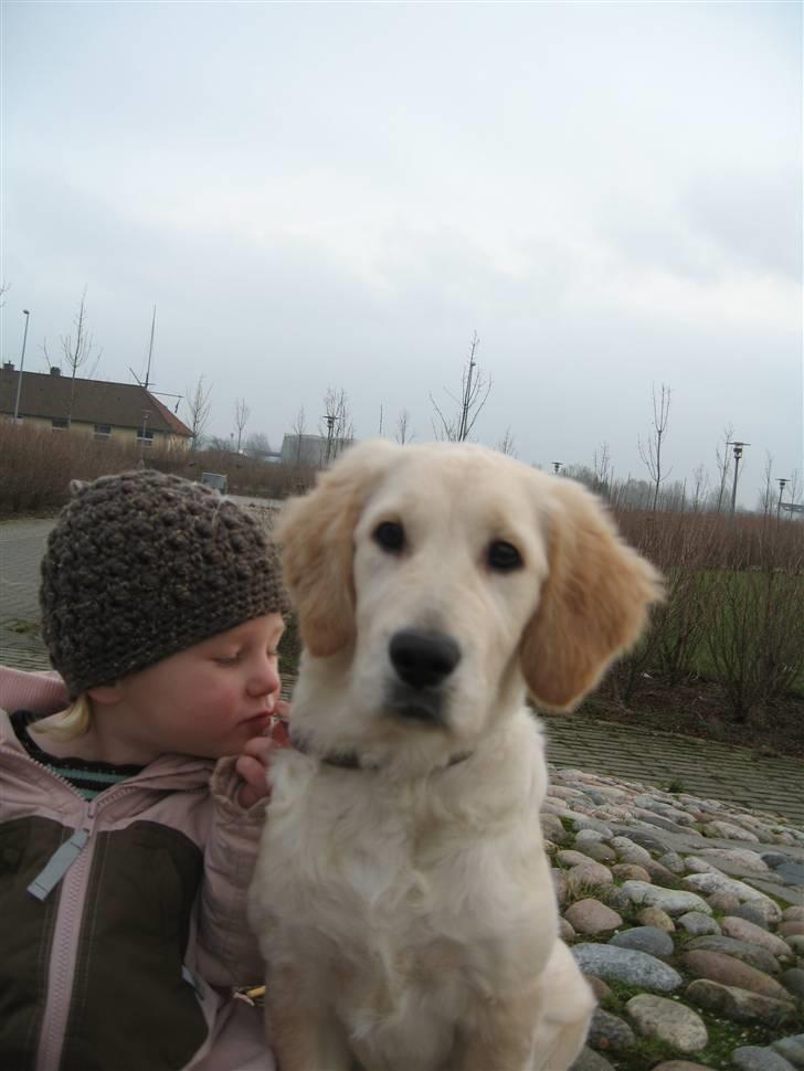Golden retriever "Mckenzie" - Mckenzie med søs <33 billede 12
