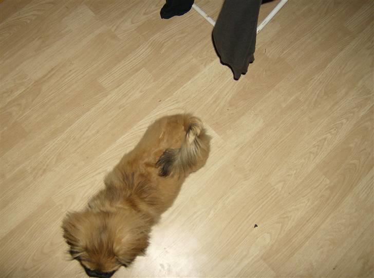 Pekingeser pjevs billede 9