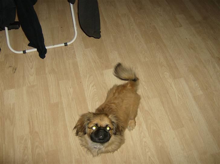 Pekingeser pjevs billede 10