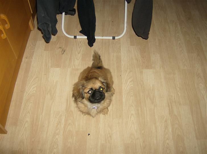 Pekingeser pjevs billede 11
