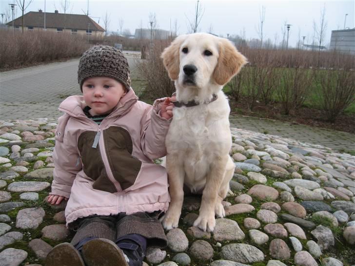 Golden retriever "Mckenzie" - Mckenzie med søs <33 billede 13